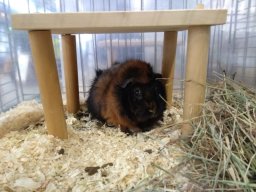 IMG_20181117_124034710